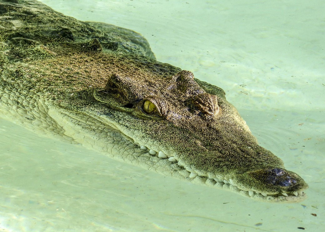 alligator-3126301_1920