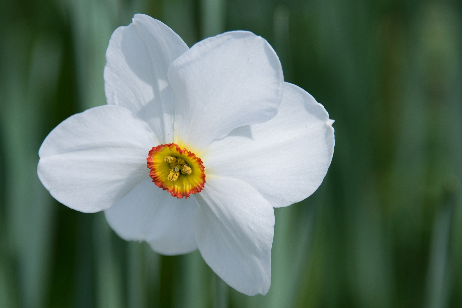 daffodil-527400_1920