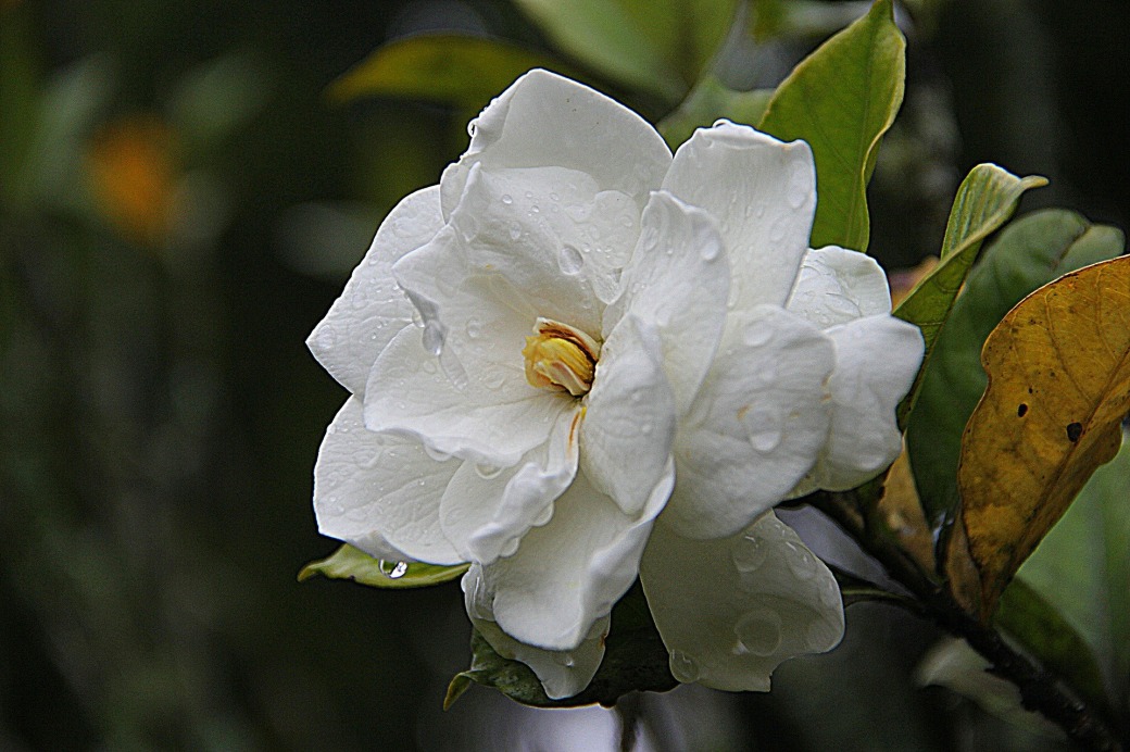 gardenia-178719_1920