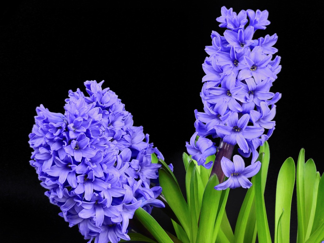 hyacinth-2202861_1920